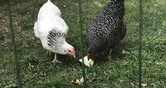 Les Placettes Hautes - Gîte Iris