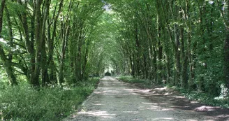 La Petite Salamandre